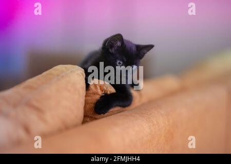 Curious black kitten looking up isolated background Stock Photo