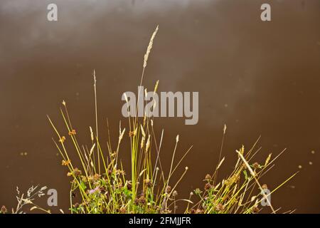 Flowering summer grasses beside a pond with sky reflections on the water in the background. Stock Photo