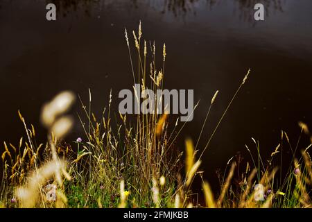 Summer grasses flowering beside a pond with sky reflections in the background. Stock Photo