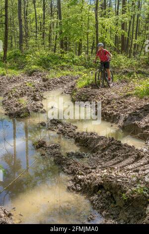 woman with mountain bike, horrified by deep tracks in forest - soil  condensed and degrated and heavyly damaged by indusrial wood harvesters Stock Photo