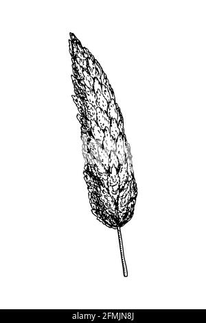Hand drawn decorative florist element isolated on white background. Vector illustration in sketch style Stock Vector