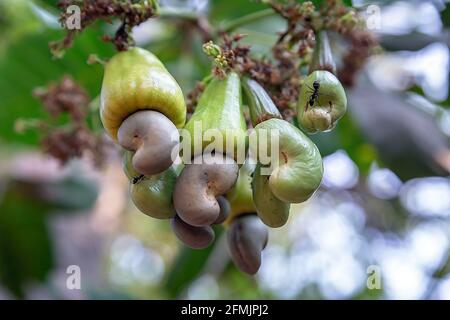 Cashew is on the tree, Nut Tree Cashew Growing Nuts. Stock Photo