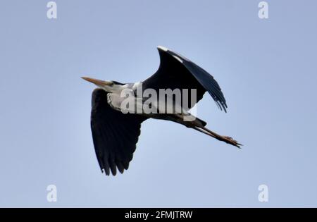 Beijing, Beijing, China. 10th May, 2021. On May 9, 2021, the grey heron has been flying over the Yeyahu wetland in Yanqing, Beijing. Credit: SIPA Asia/ZUMA Wire/Alamy Live News Stock Photo