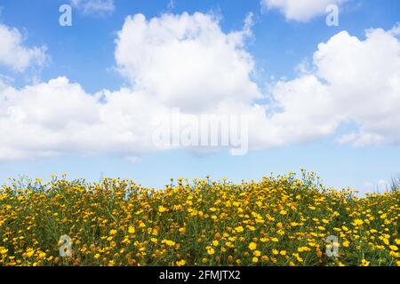 Field of yellow flowers closeup against a blue sky with clouds Stock Photo