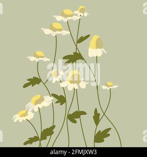 Pattern of flat chamomile flowers. Illustration for postcard, poster, banner, flyer. Vector illustration. Stock Vector