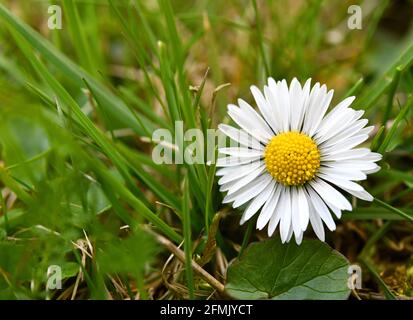 little daisy in the meadow Stock Photo