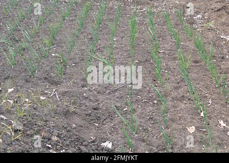 Tiny Onion seedlings in the garden recently germinated. Stock Photo