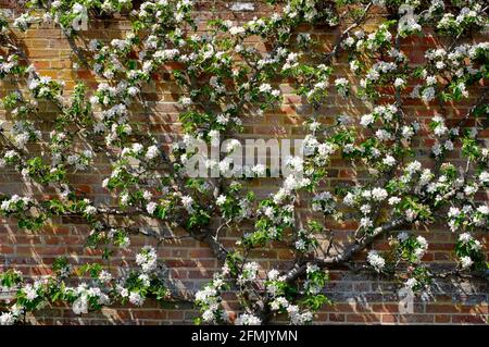 white apple blossom on espalier tree in walled garden, norfolk, england Stock Photo