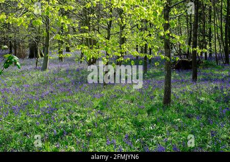 bluebells in spring woodland, blickling, norfolk, england Stock Photo