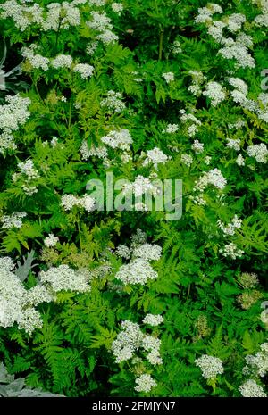 sweet cicely in english garden, norfolk, england Stock Photo