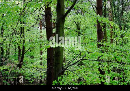 bright green spring leaves in woodland, north norfolk, england Stock Photo