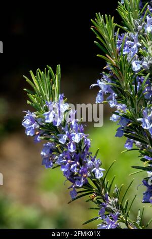 Blue Rosemary spike Rosmarinus Sissinghurst Blue flower Stock Photo