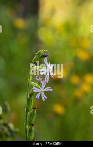 Silene nocturna, Night-flowering Catchfly Plant in Flower Stock Photo
