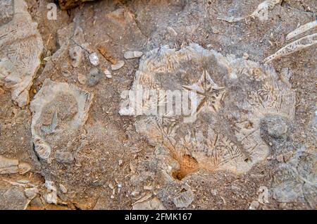 Detail of a fossilized sea urching Stock Photo