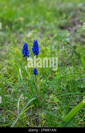 Blue small flowers in the meadow, forget me not on the green grass background. Floral summer spring flower background. Free copy space, selective focu Stock Photo