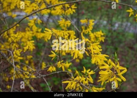 Close up of a branch of blooming yellow flowers of Cytisus scoparius, the common broom or Scotch broom, syn. Sarothamnus scoparius. Blooming broom, Cy Stock Photo