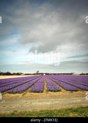 Tulipfields close to Lisse in The Netherlands. Stock Photo