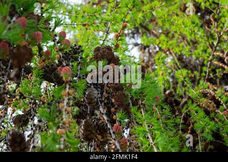 Many cones in the spring juniper. Close up photo in the spring garden Stock Photo