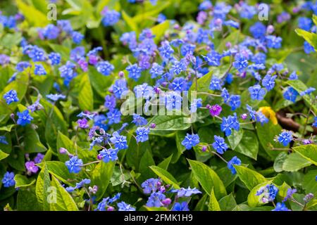 Omphalodes verna. Little blue flowers on a background of green leaves. Stock Photo