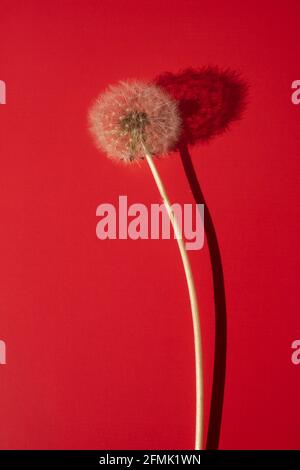 Art card fluffy dandelion flower on a red sunny table. Stock Photo