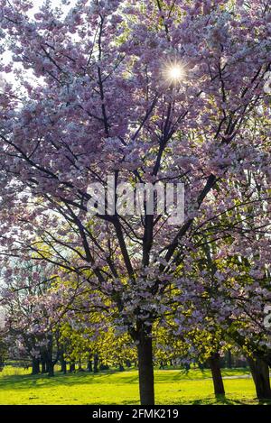 Beautiful flowering Japanese cherry - Sakura. Background with flowers on a spring day. Macro photography