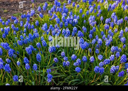 wild blue spring flowers, wildflowers small flowers, blurred abstract background many flowers Stock Photo