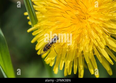 Hoverfly Melanostoma scalare on a Dandelion flower Stock Photo