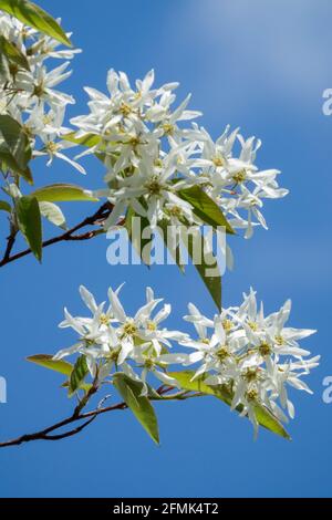 Serviceberry Snowy mespilus Amelanchier lamarckii Juneberry white blossom Stock Photo