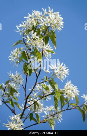 Juneberry Amelanchier lamarckii flower Stock Photo