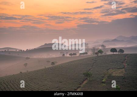 Sunrise on Moc Chau tea hill, Moc Chau village, Son La province, Vietnam Stock Photo