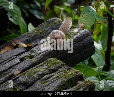 Indian Palm Squirrel (Funambulus palmarum) resting on a wooden log in the wild. Also called the Three-striped palm squirrel. Stock Photo