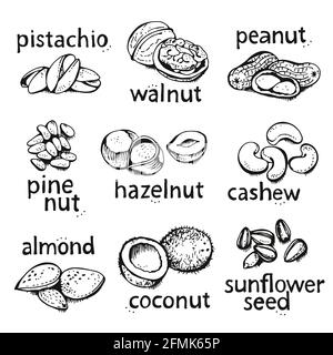 Nuts set vector set, various nuts hand drawn illustration, isolated on white background Stock Vector