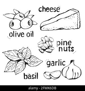 Vector set of ingredients for Italian pesto sauce isolated on a white background Stock Vector