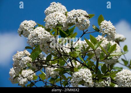 Viburnum x burkwoodii Flowering shrub Stock Photo