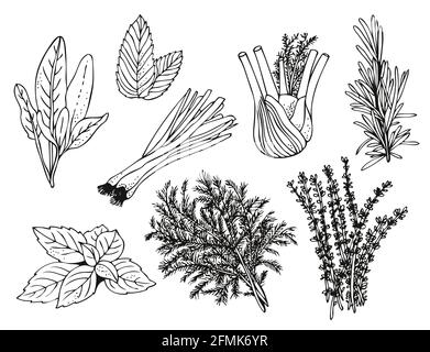 Culinary herbs on white background, hand drawn set of herbs and spices Stock Vector