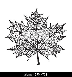 Maple leaf silhouette illustration, vector maple, isolated on white background Stock Vector