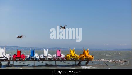 Multicolored catamarans on Lake Balaton in windy weather, Hungary. Ducks are flying in the foreground Stock Photo