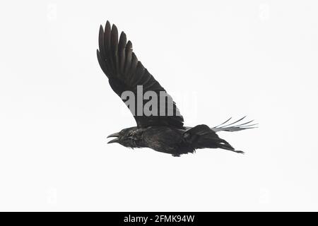 Carrion crow (corvus corone) in flight cawing - UK Stock Photo