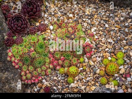 Different foliage textures and colours often seen growing on 'green roofs', also known as houseleeks, these plants make spreading mats of fleshy roset Stock Photo