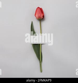 Elegant red or pink tulip on a grey background. Minimal spring and gift concept. An invitation to a holiday or an important event. Stock Photo