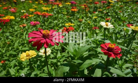 field of colorful Zinnia flowers in bloom Stock Photo