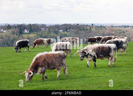 English Longhorn cattle graze in a field on the North Downs in Surrey, England, Uk Stock Photo