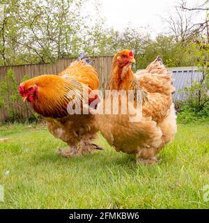 two brahma chickens in garden Stock Photo