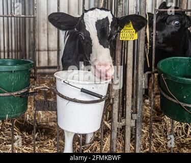 dairy calf Stock Photo