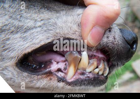 dental disease in elderly lurcher dog Stock Photo