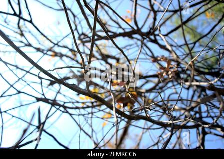 Fall, autumn, winter or cool season colors at outdoors, forest, vibe. Dry yellowish foliage, twig, dead branches in seasons change concept. Stock Photo