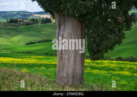 cypress tree  with rolling hills of Tuscany on the backgrouhd Stock Photo