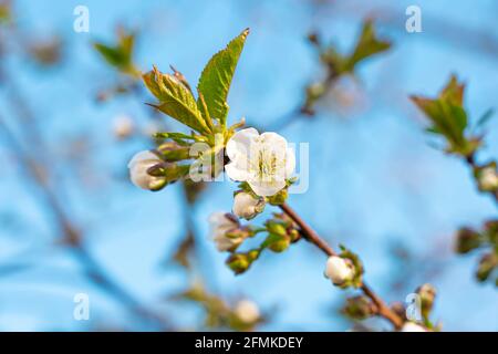 Cherry tree blooming, a branch with a flower on the background of a clear blue sky. Background with space to copy. Stock Photo