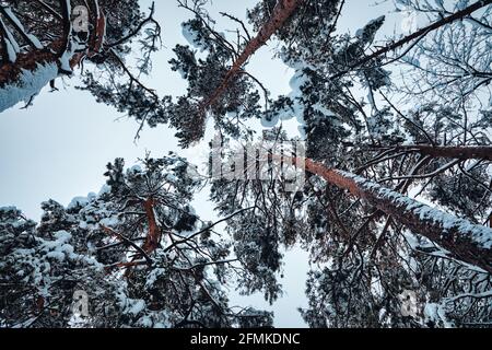 a look up at snow-covered treetops, winter Stock Photo