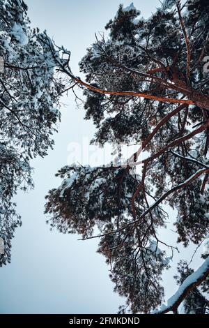 a look up at snow-covered treetops, winter Stock Photo